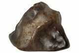Fossil Nodosaurid (Denversaurus) Tooth - Montana #350542-1